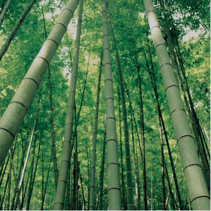 Bibliotek af bambus - Bambus fra Kina