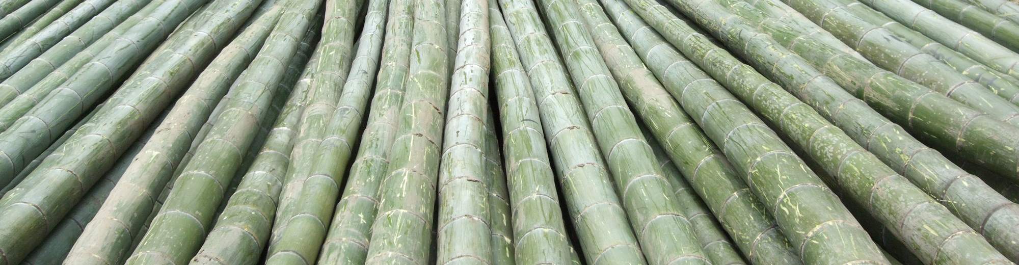Bambus stammer - et bæredygtigt valg til bambusgulv